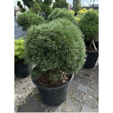 Сосна гірська Гніздо С20